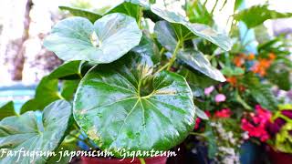 Farfugium Japonicum var Giganteum Hardy Tropical Shade Plant [upl. by Ahsets]