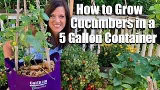 How to Grow Cucumbers in a 5 gallon Container DIY Trellis Container Garden Series 3 🥒👩🏻‍🌾🥒 [upl. by Caddric]