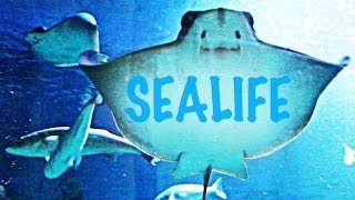 SEALIFE KÖNIGSWINTER [upl. by Gosnell987]