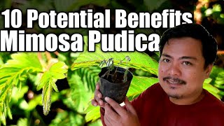 10 POTENTIAL HEALTH BENEFITS OF MIMOSA PUDICASHY PLANTMAKAHIYA PLANT [upl. by Arreit]