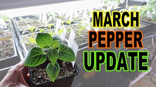 March Pepper Update [upl. by Barina]