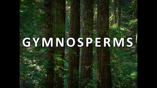 Gymnosperms [upl. by Ahael706]