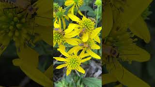 Wow What a combo Goldenrod Soldier Beetles on Wingstem Flowers [upl. by Fiorenze]