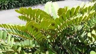 Zamia furfuracea  Cardboard Palm  Jamaican Sago  Mexican Cycad HD 01 [upl. by Dnalyar746]