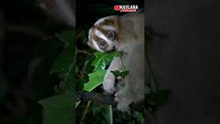 KUKANG  SLOW LORIS HEWAN MENGGEMASKAN TAPI SANGAT BERACUN shorts kukang slowloris [upl. by Kylila833]