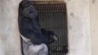 Japans Latest Heartthrob Shabani the Gorilla [upl. by Gnen]