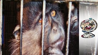 The Monkeys Murdered to Fill Americas Zoos [upl. by Lienet]