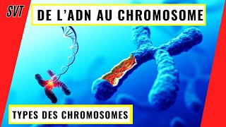 De lADN aux chromosomes comment l’ADN se condense en chromosomes [upl. by Elgna]