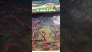 Kokanee Salmon in Utah 🍣🍱🐟utah salmon breeding shorts [upl. by Nanny]