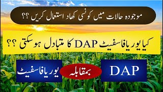 DAP vs Urea Phosphate  Which fertilizer should be used  Malik Hassan Agriculture [upl. by Comstock]