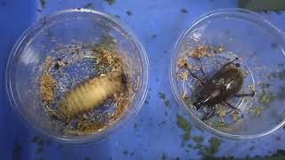 artificial pupa chamber for Xylotrupes pubescens prepupa pupa and adult [upl. by Coray]