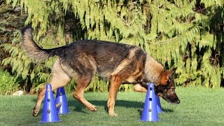 Cavaletti Training Hund  verschiedene Varianten  Fitness Dog Tricks  Duffy [upl. by Eelrihs]