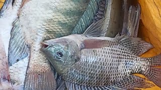 Tilapia Fish🐠🐋🐟  Catch Tilapia Fish Catching  Best Fish Fishing Village Fishing Tilapia Fish Catch [upl. by Htelimay915]