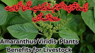 Amaranthus Viridis plant Health Benefits for Dairy Cattle and Human Chulai Saag [upl. by Amsa]