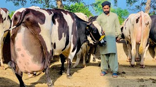 Girlando Cow In Punjab  Hf Cow  Big Cow  Cow Farm  Cow Videos  HF Breed Cow [upl. by Eloc500]