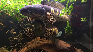 Channa aurantimaculata breeding pair with their fry [upl. by Browning]