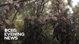 Monarch butterflies return to California in droves [upl. by Onitselec387]