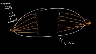 Understanding Ploidy and Mitosis at All Stages [upl. by Ikkir]