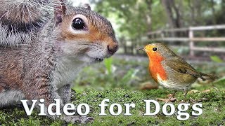 Videos for Dogs to Watch Extravaganza  Dog Watch TV  8 Hours of Birds and Squirrel Fun for Dogs ✅ [upl. by Rabbi]