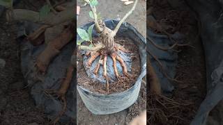 Ficus racemosa visitani bonsai [upl. by Martelle]