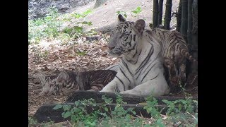 Vandalur Zoo  A Glimpse [upl. by Anaili]