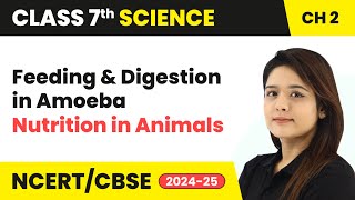 Feeding and Digestion in Amoeba  Nutrition in Animals  Class 7 Science Chapter 2  CBSE 202425 [upl. by Repsag527]