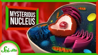 The Mysterious Origins of the Nucleus [upl. by Atteras234]