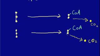 Acetyl CoA Production [upl. by Lagiba]