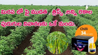 మిరప లో పై ముడత  త్రిప్స్ అన్ని రకాల పురుగుల నివారణకు ఒకే మందు  exponus basf insecticide [upl. by Dougald]