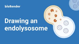 Drawing an endolysosome [upl. by Nnalatsyrc]