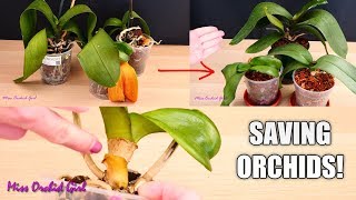 Orchid Care for Beginners  How to save sick rootless Phalaenopsis Orchids  Before amp After [upl. by Aicekal]