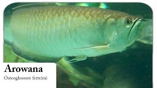 HD Arowana  Gabelbart  Osteoglossum ferreirai [upl. by Alison]