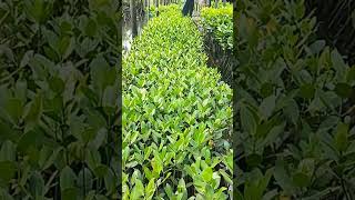 Pembibitan mangrove Rhizophora stylosa di Shelter RBI Batam [upl. by Karine]