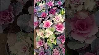 Grow Ornamental Kales  Flowering Cabbage cabbage [upl. by Donahue509]