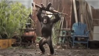 CHIMP with WEAPON  real or fake [upl. by Arlynne]