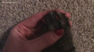 Are cat nail caps the solution to your furniture woes [upl. by Atiuqihc]