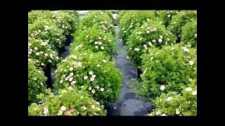 Best Garden Shrubs Potentilla Pink Beauty Bush Cinquefoil [upl. by Sarene]