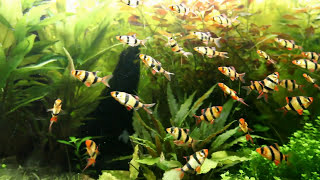 Tetrazona fishs  Tiger Barbs  Barbus de Sumatra  Juwel RIO 300 [upl. by Lord]