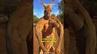 Kangaroo  The Buff Marsupial [upl. by Krahling]