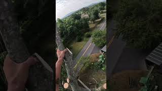 Send another Top stihl chainsaw satisfying arborist tree treework [upl. by Adnwahs]