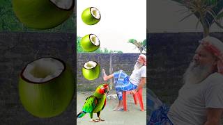 Rounding cut green coconuts to Duck Peacock Pigeon amp Parrot  Birds names magic video [upl. by Akimahc]