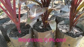 Ti plant cordyline fruticosa growing root from cutting [upl. by Reffinej]