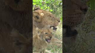 Cute Lion Cub Roar [upl. by Giffy]