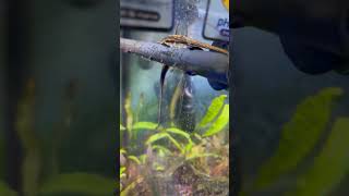 FARLOWELLA CATFISH PROTECTING EGGS [upl. by Baerman]