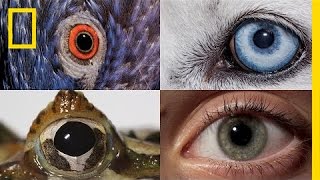 Watch How Animals and People See the World Differently  National Geographic [upl. by Enila82]