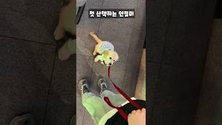 첫 산책하는 인절미🐶 골댕이 하누lee 골든리트리버 아기강아지 cutedog goldenretriever 강아지산책 [upl. by Russian384]