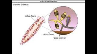 Platelmintos [upl. by Nugesulo]