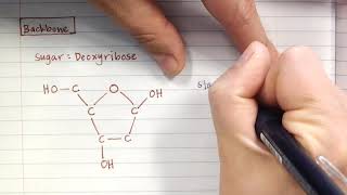 DNA Structure  Backbone part 2 [upl. by Adnot]