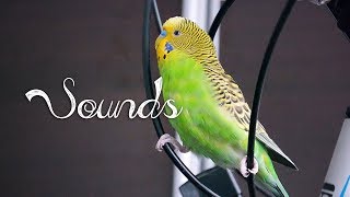 Most Beautiful Budgie songs Ever Budgies singing and chirping [upl. by Ateekal]