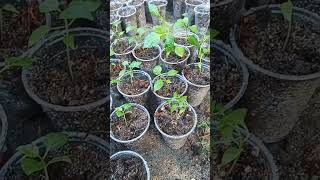 pimenta plantas pimentas [upl. by Halie568]